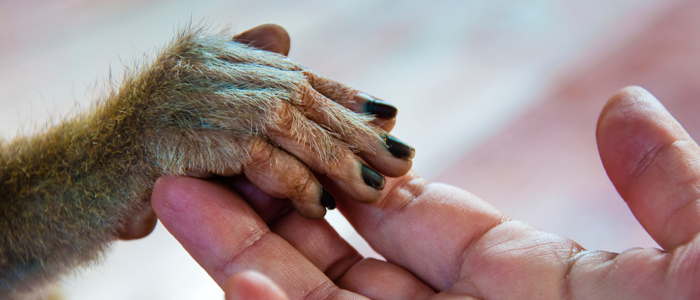 human-animal-consciousness